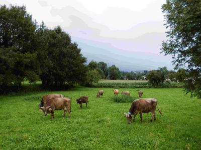 Agence AVEC - Vallée d'Ossau